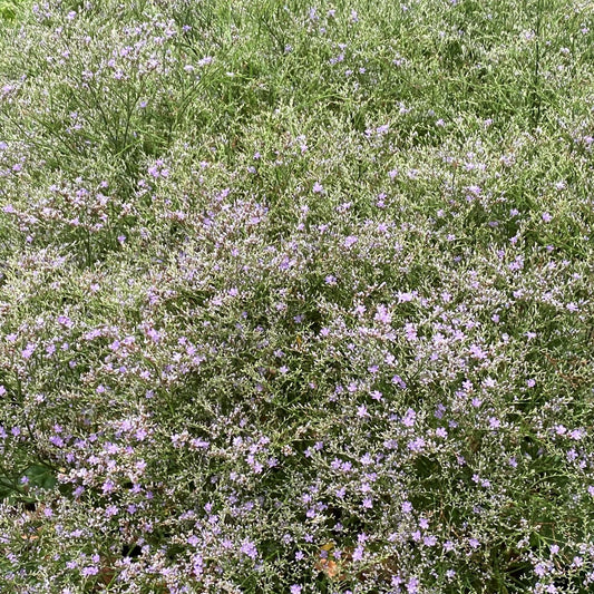 Limonium latifolium 1Q