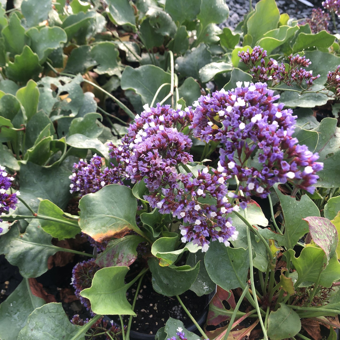 Limonium perezii 1G (Sea Lavender)