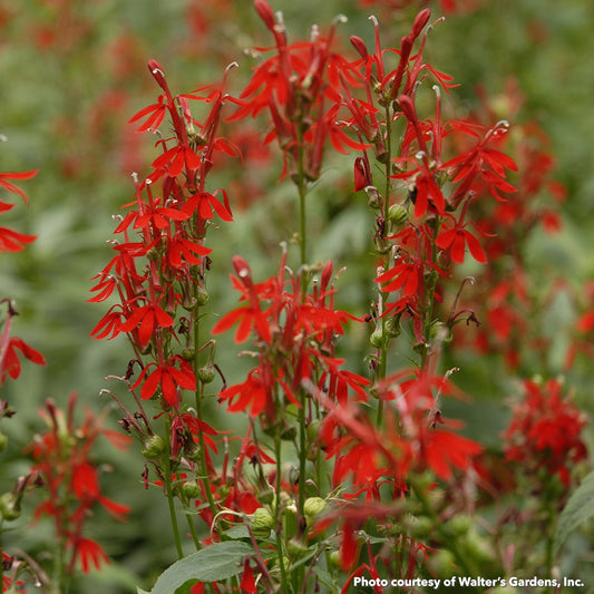 Lobelia cardinalis 3.25"