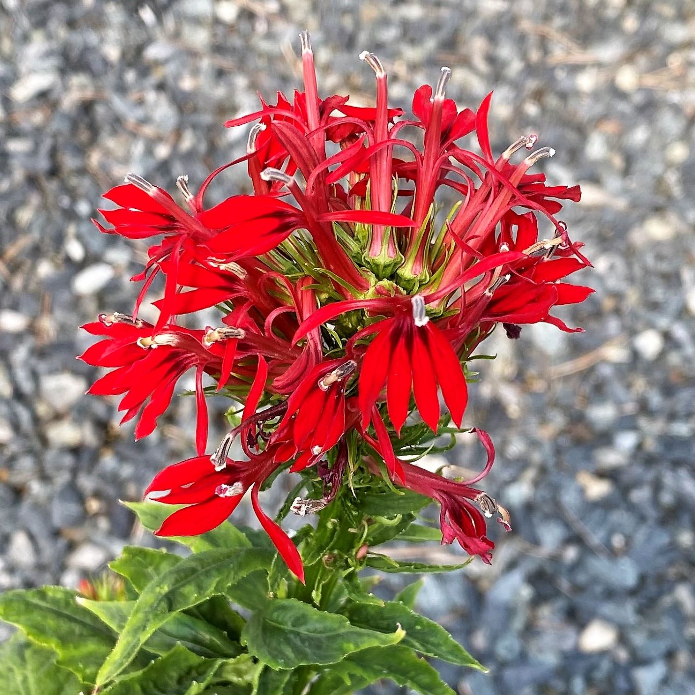 Lobelia cardinalis 1Q