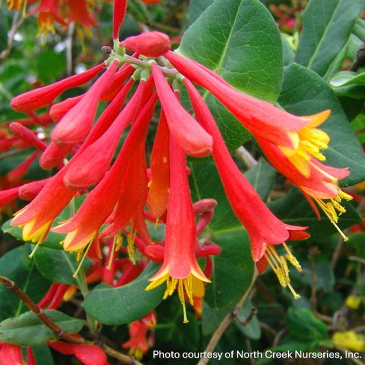 Lonicera sempervirens 1G