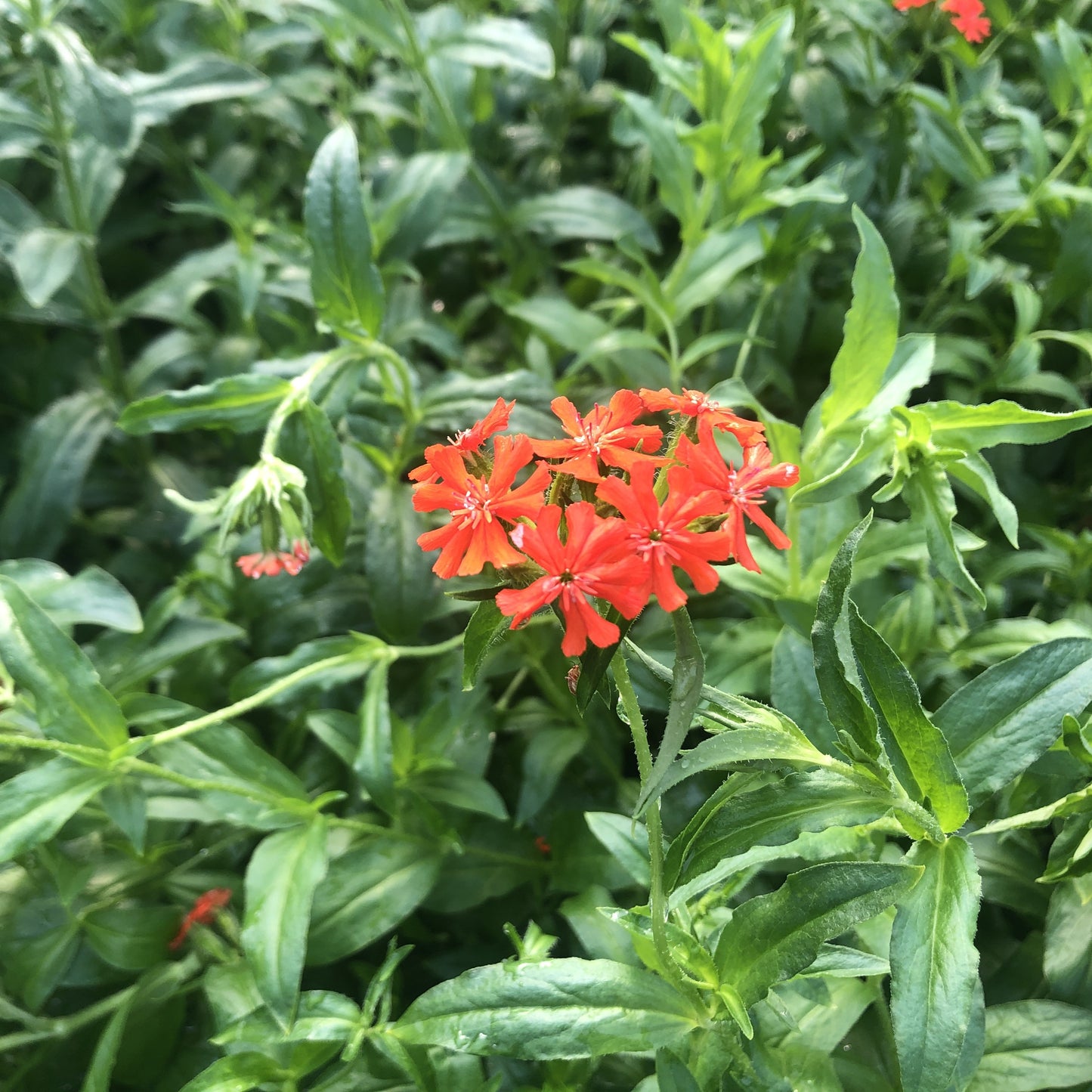 Lychnis chalcedonica 1G (Maltese Cross)