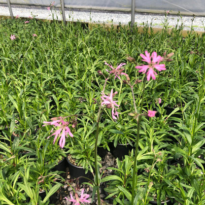 Lychnis flos-cuculi 1G (Ragged Robin)