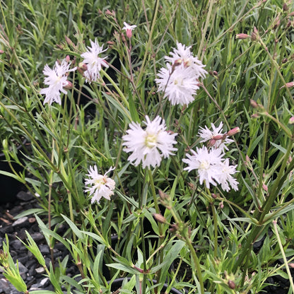 Lychnis flos-cuculi Petit Henri 1G (Ragged Robin)