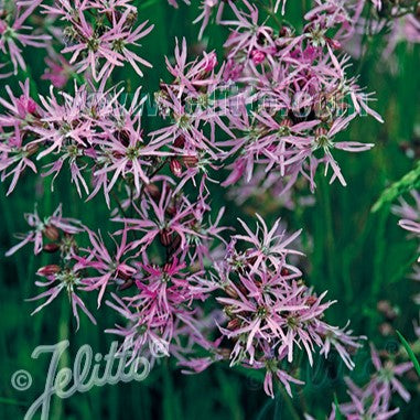 Lychnis flos-cuculi 1G (Ragged Robin)