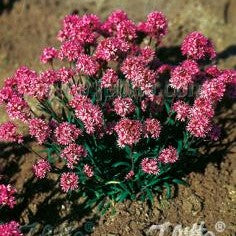 Lychnis alpina 1Q (Alpine Catchfly)