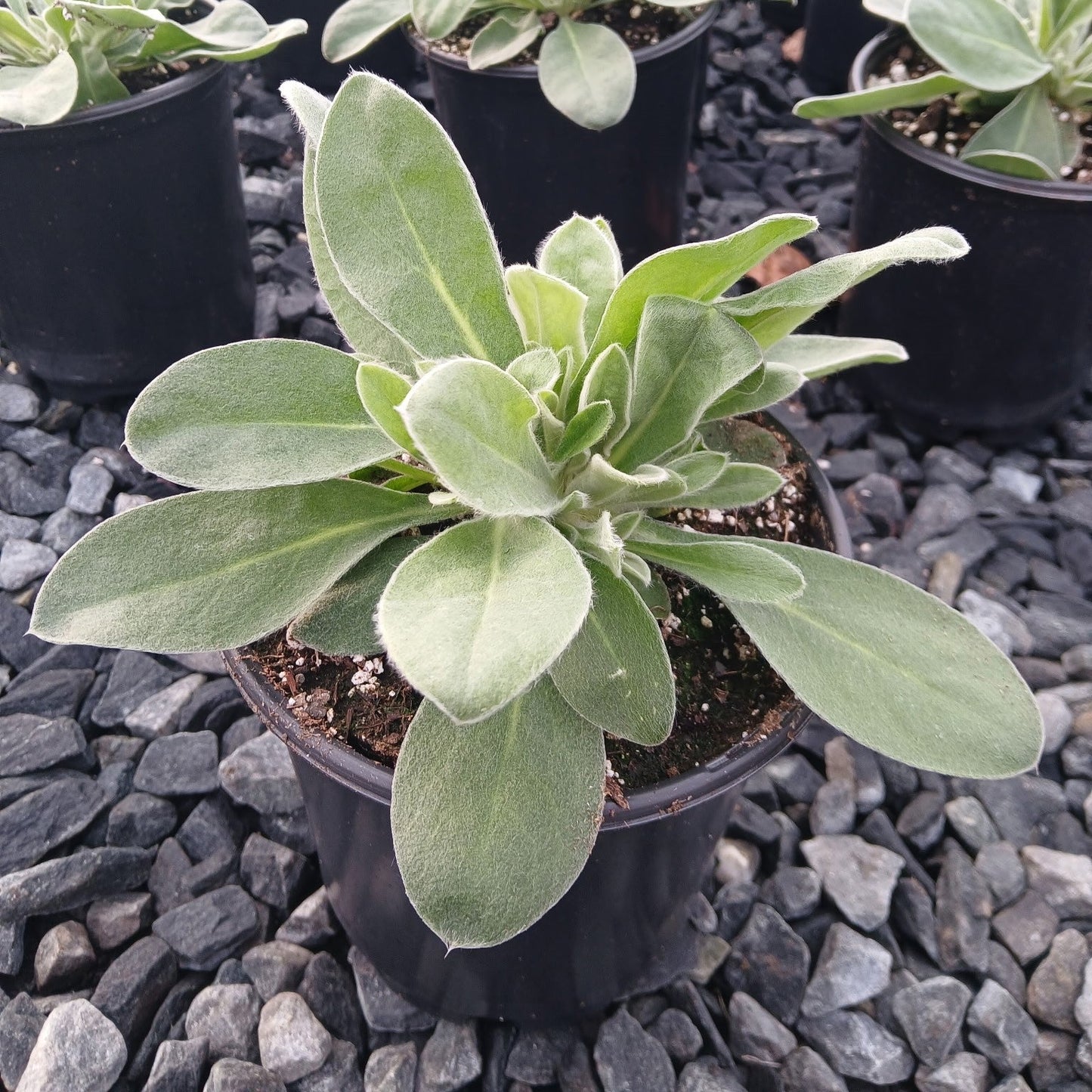 Lychnis coronaria Blood Red 1G
