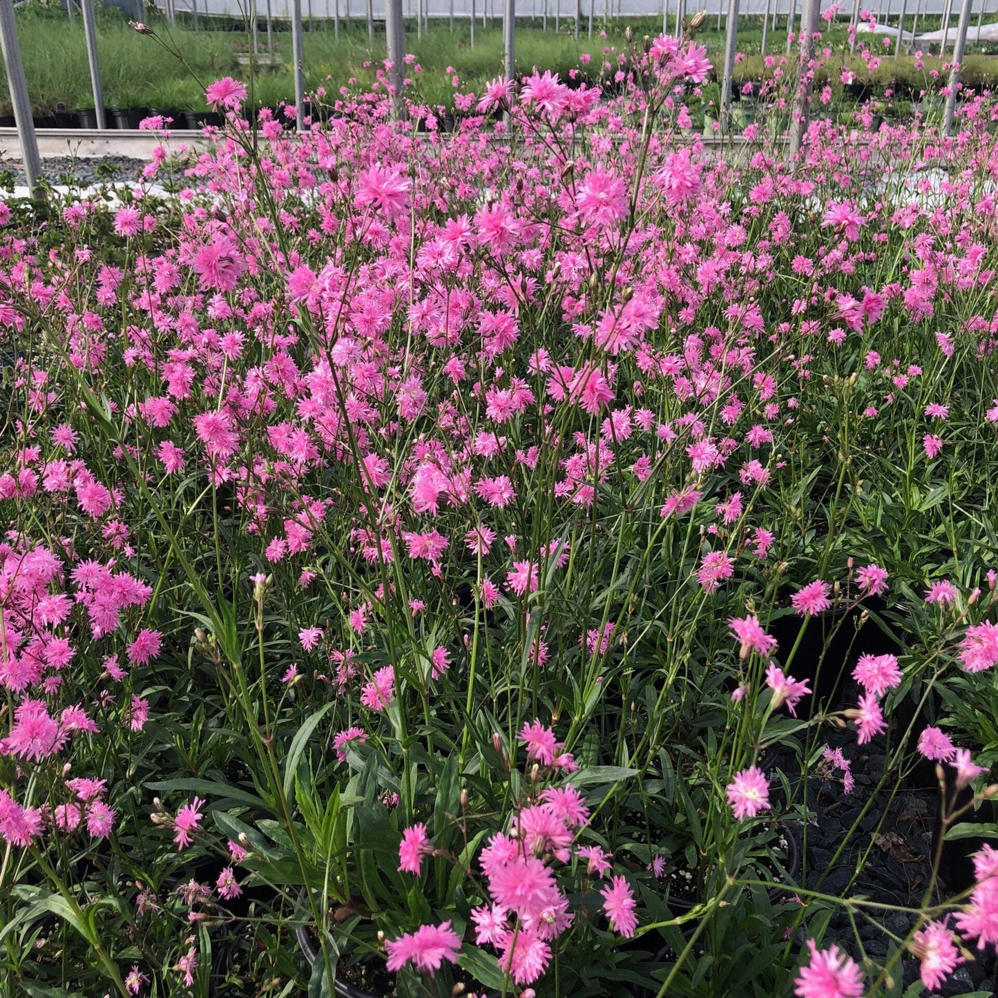 Lychnis flos-cuculi Petite Jenny 1G