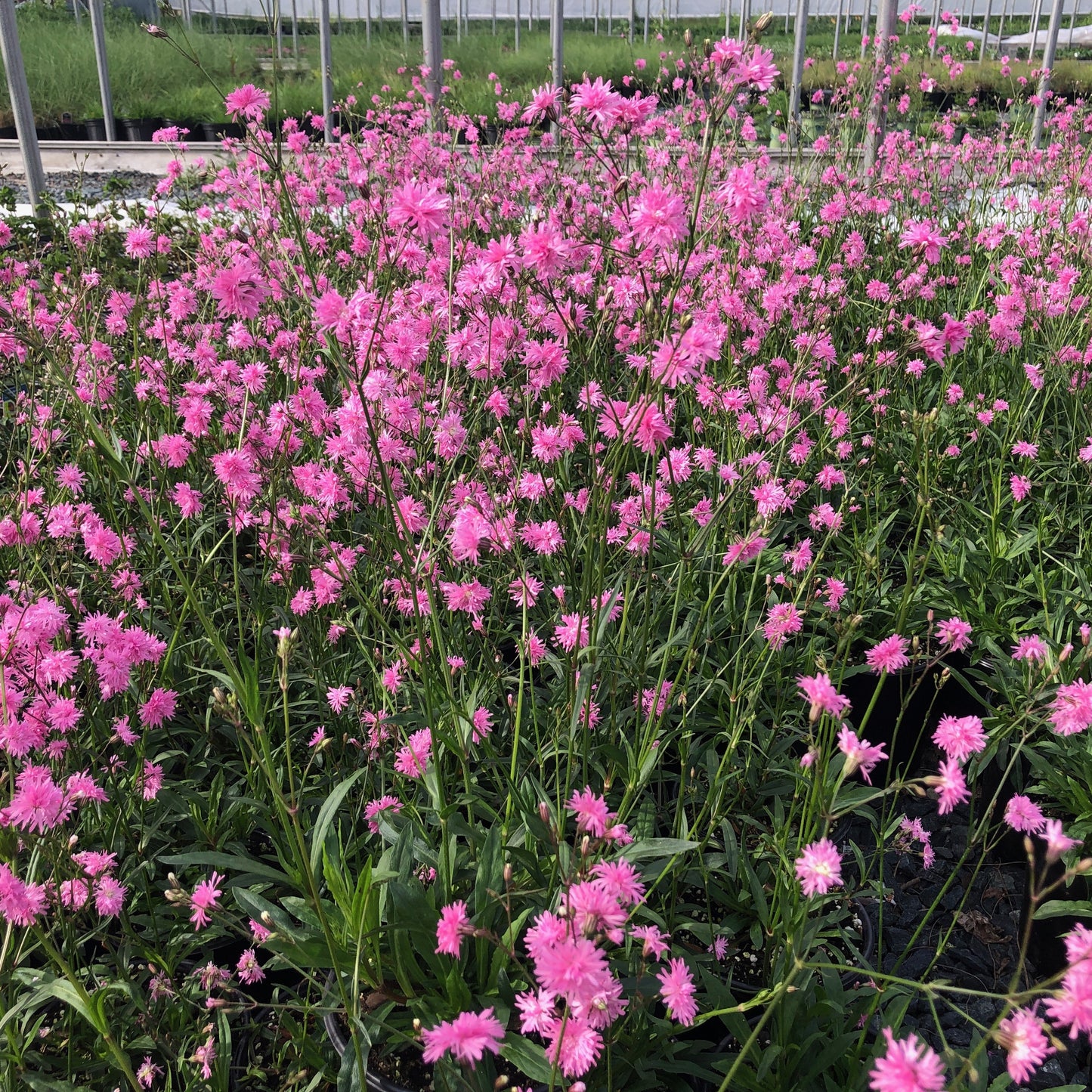 Lychnis flos-cuculi Petite Jenny 1G (Ragged Robin)