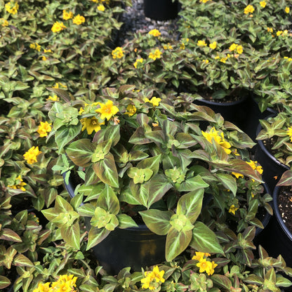 Lysimachia alfredii 'Night Light' 1G (Moneywort)