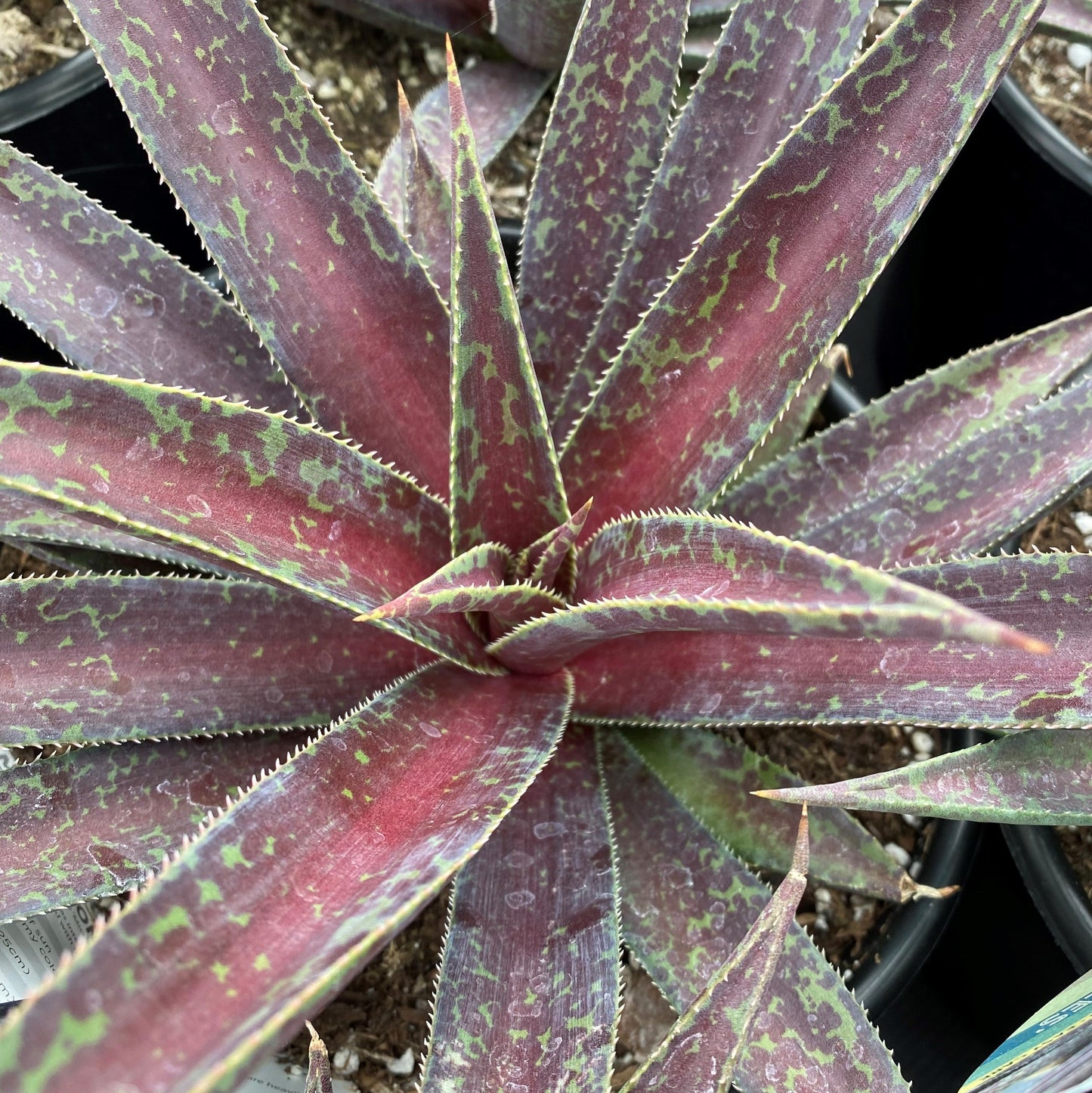 Mangave Blazing Saddles 1Q