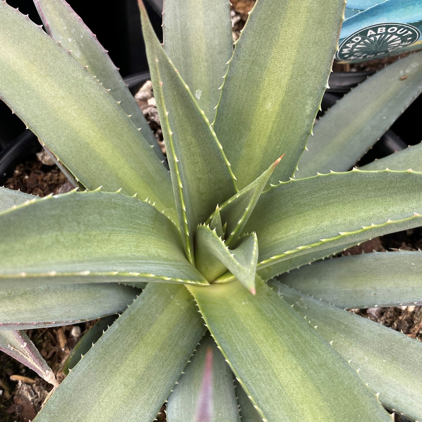 Mangave Frosted Elegance 1Q