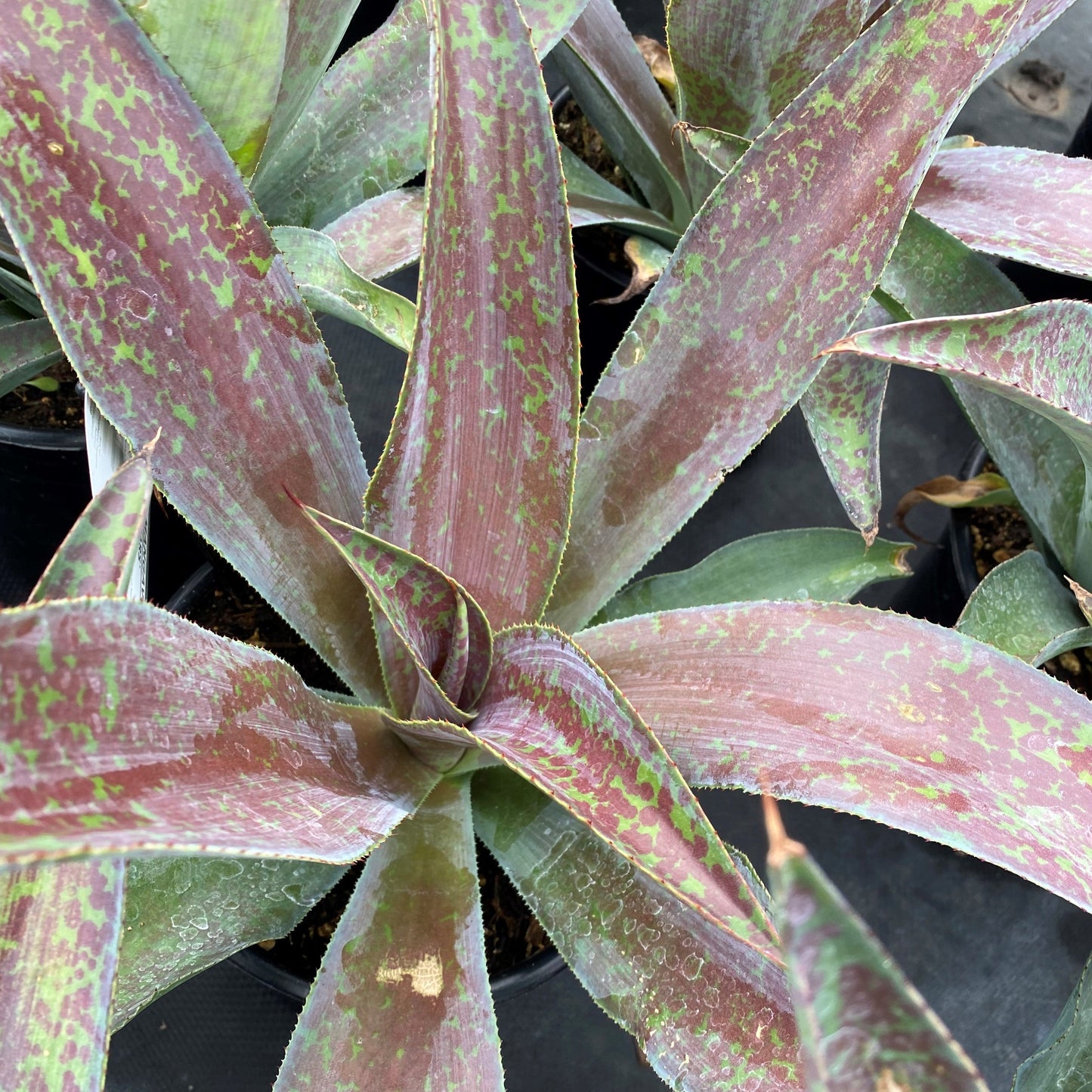 Mangave Mission to Mars 1Q