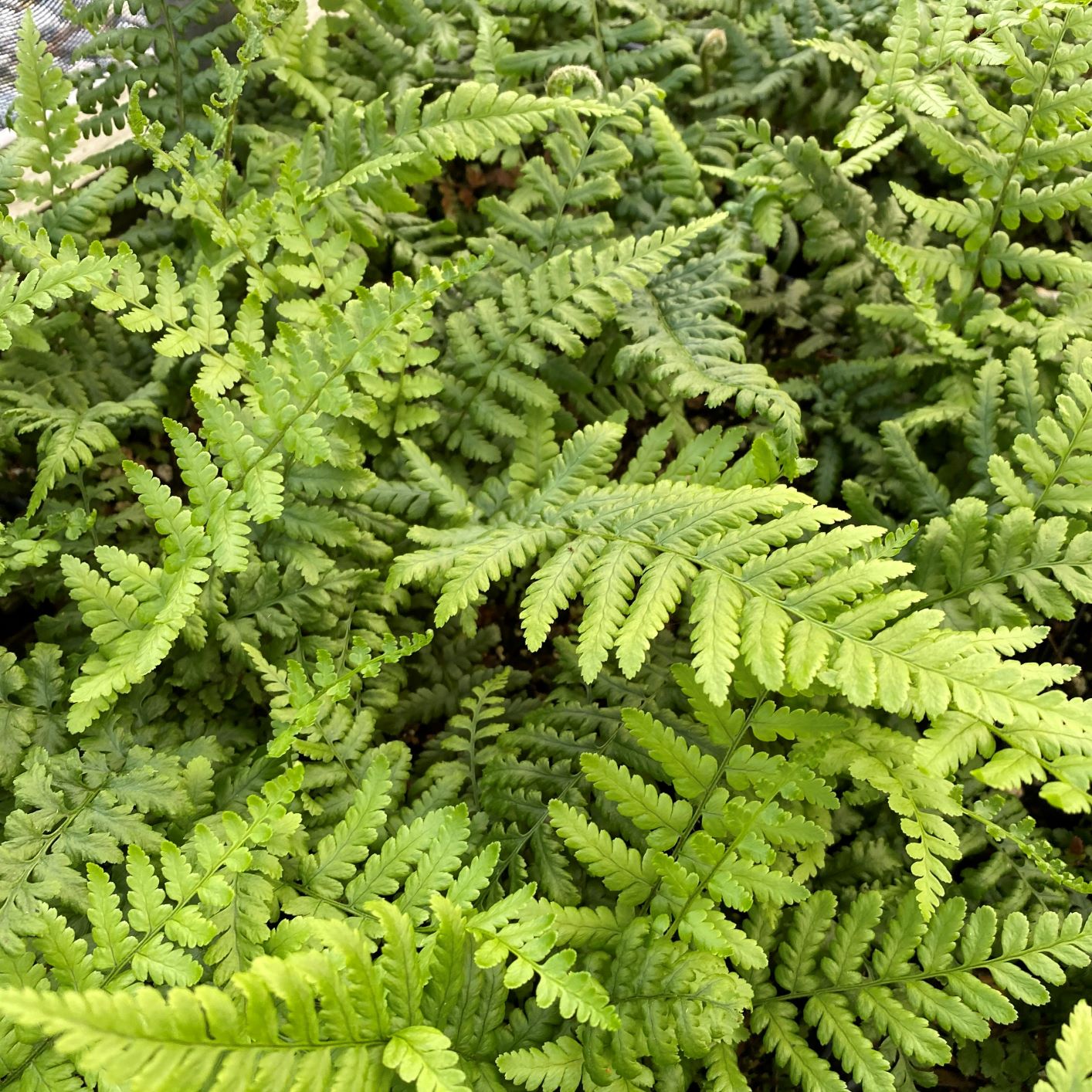Male Fern 1Q