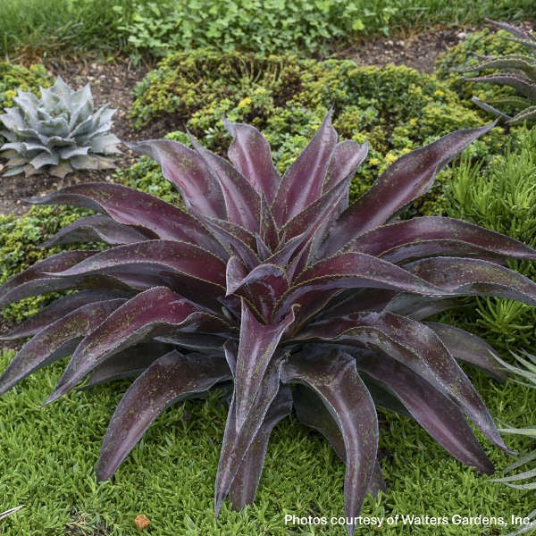 Mangave Mission to Mars 1Q