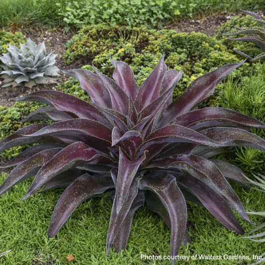 Mangave Mission to Mars 1Q