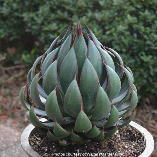 Mangave Praying Hands 1Q