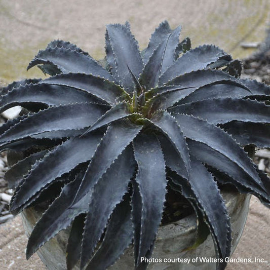 Mangave Black Magic 1G