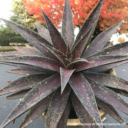 Mangave Blazing Saddles 1Q