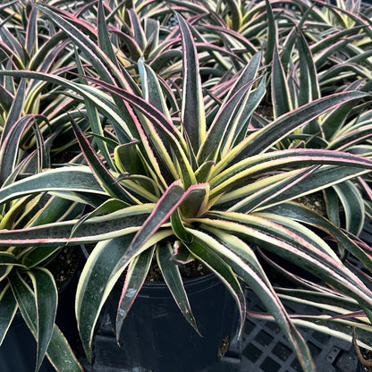 Mangave Snow Leopard 1Q