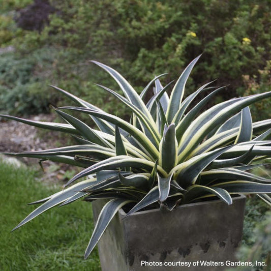 Mangave Snow Leopard 1Q