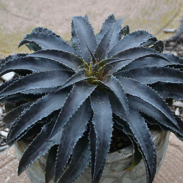 Mangave 'Black Magic' 1G