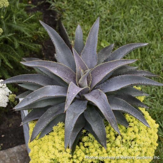 Mangave ‘Purple People Eater’ 1G