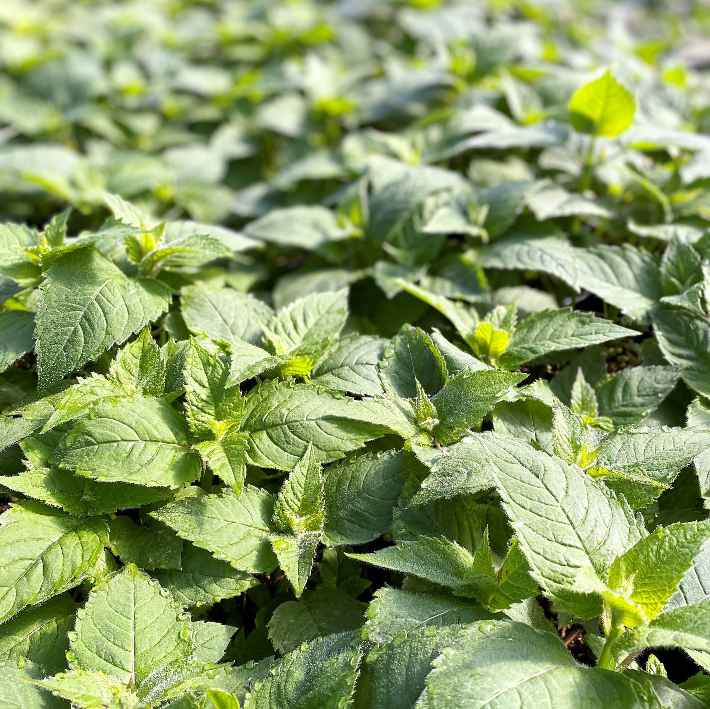 Monarda didyma Gardenview Scarlet 1G
