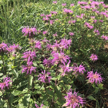 Monarda fistulosa Claire Grace 1G