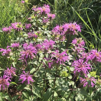 Monarda fistulosa Claire Grace 1G