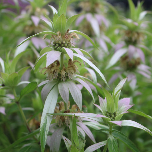 Monarda punctata 1G