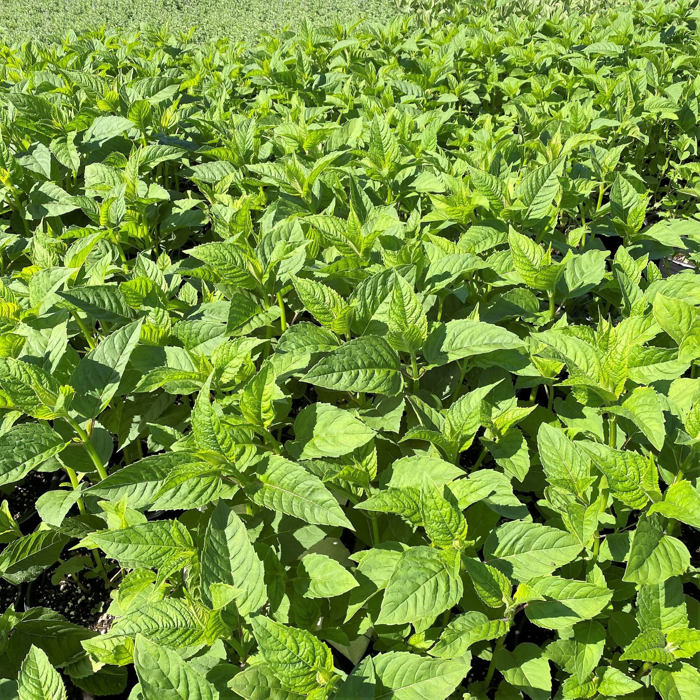 Monarda didyma Jacob Cline 1G