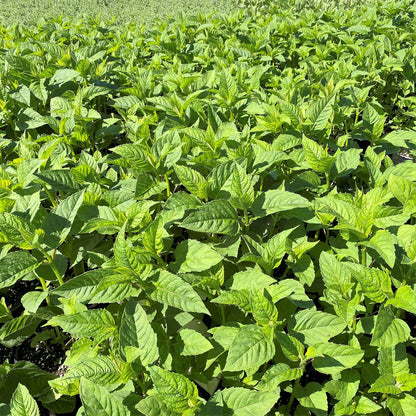 Monarda didyma Jacob Cline 1G