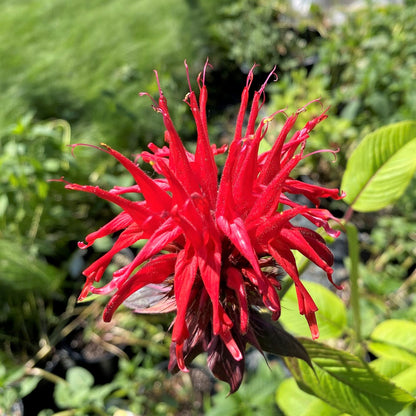 Monarda didyma Jacob Cline 1Q
