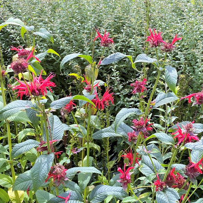 Monarda didyma Jacob Cline 1Q