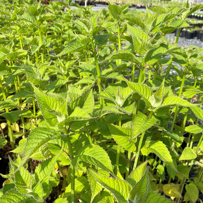 Monarda x Judith's Fancy Fuchsia 1G