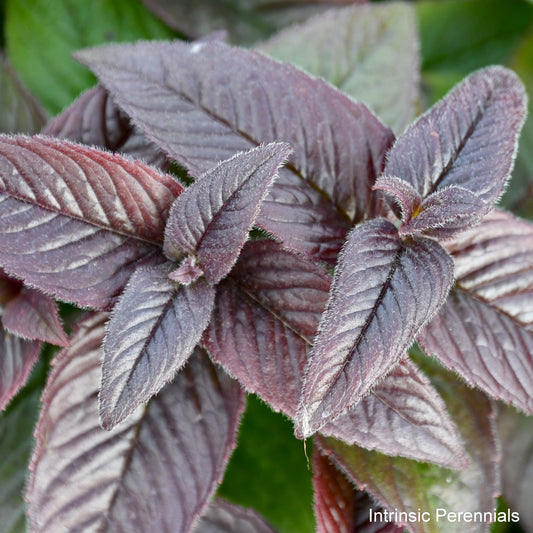 Monarda bradburiana 'Midnight Oil' 1G (Eastern Bee Balm)