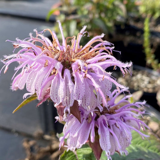 Monarda bradburiana 1Q