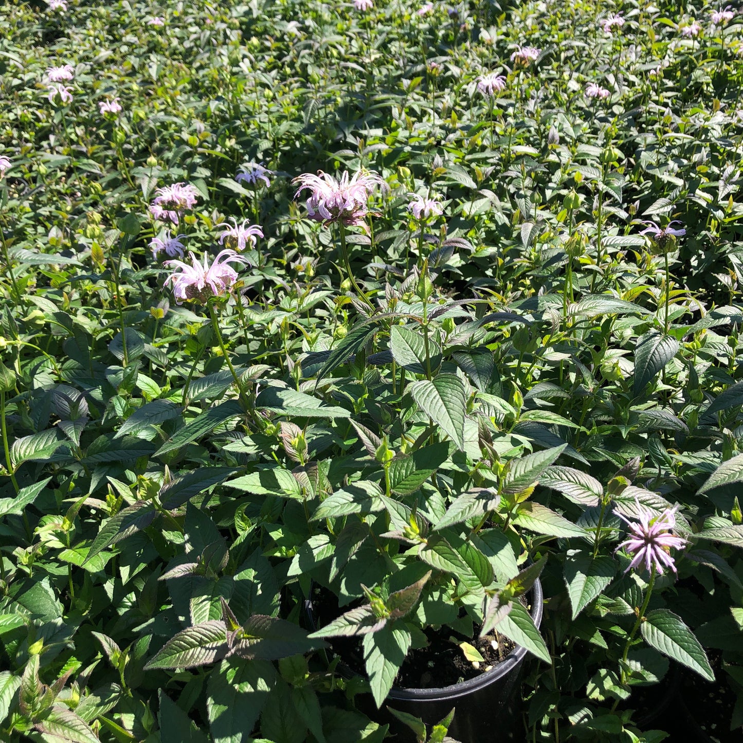 Monarda bradburiana 'Midnight Oil' 1G (Eastern Bee Balm)