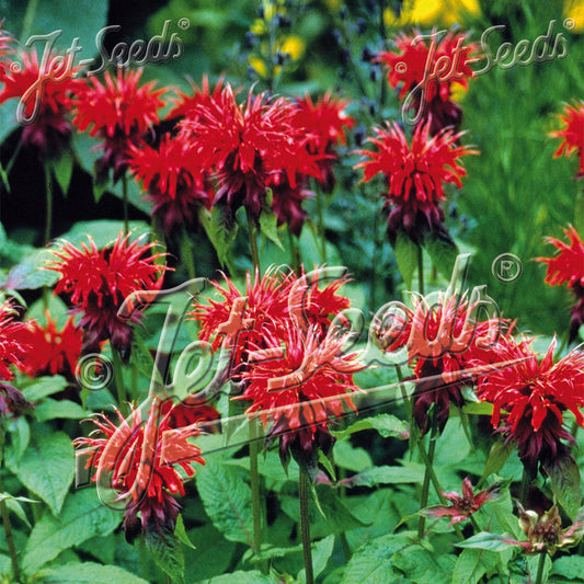 Monarda didyma 1G
