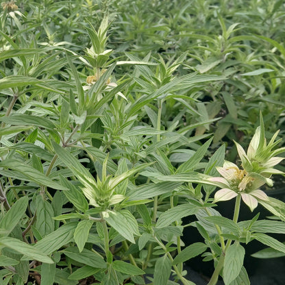 Monarda punctata 1G