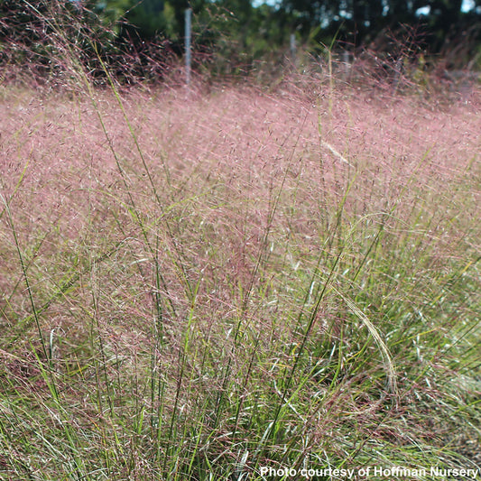 Muhlenbergia reverchonii 1G