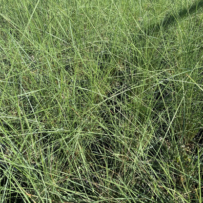 Muhlenbergia capillaris 1G