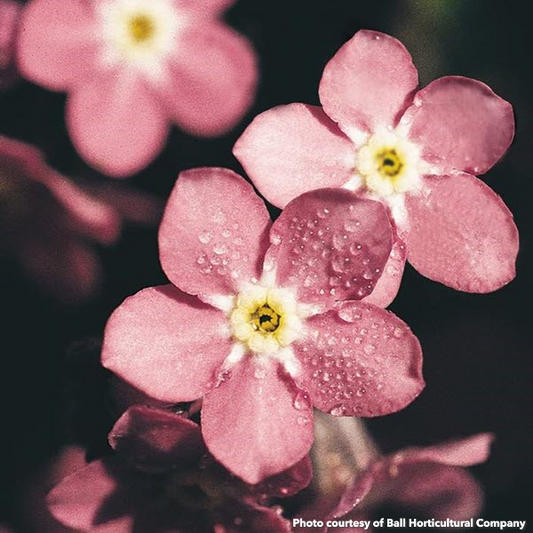 Myosotis sylvatica Rosylva 1Q