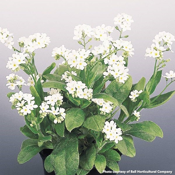 Myosotis sylvatica Snowsylva 1Q