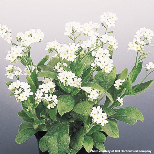 Myosotis sylvatica Snowsylva 1Q