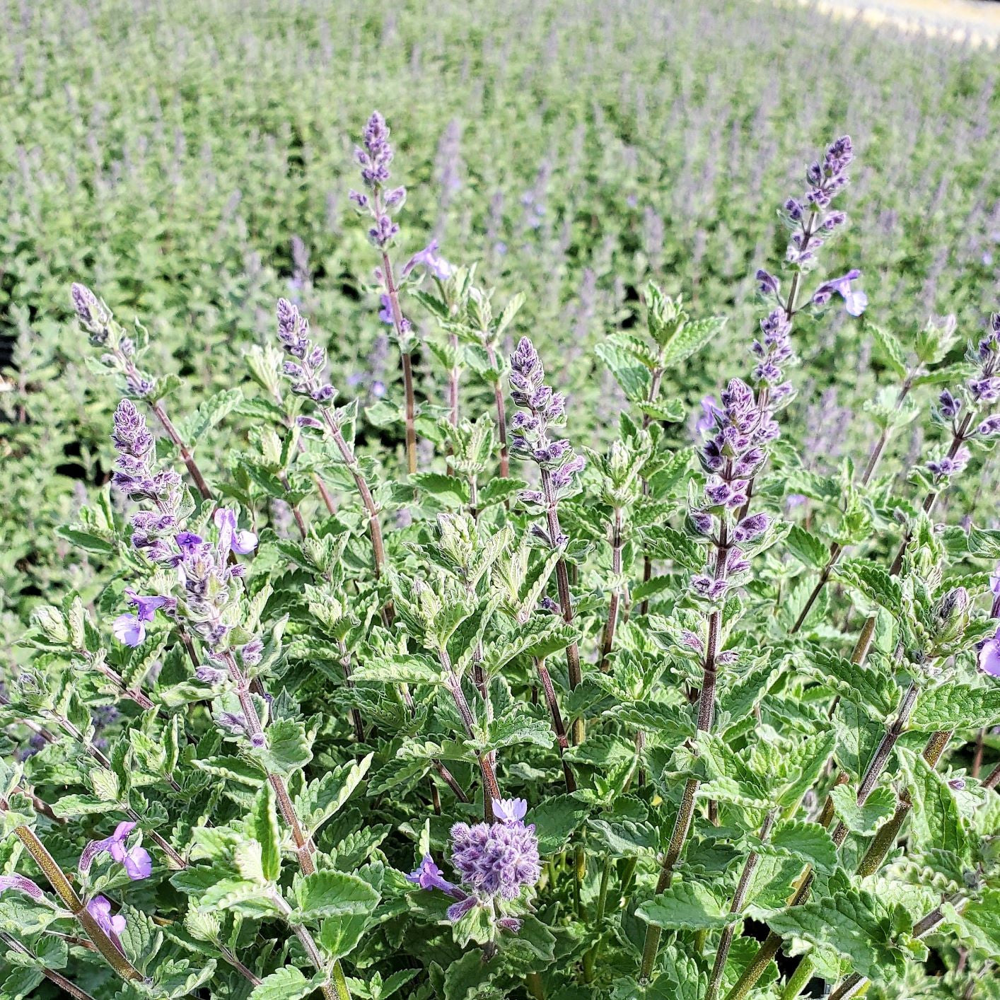 Nepeta x Junior Walker 1Q