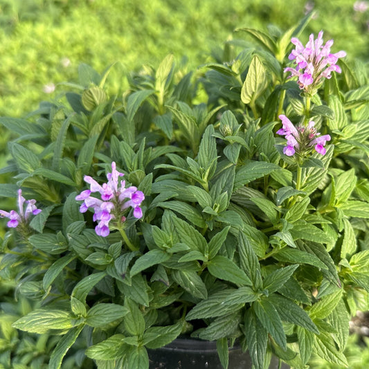 Nepeta nervosa Pink Cat 1G