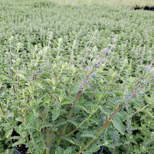 Nepeta racemosa ‘Walker's Low’ (Catmint) 1G
