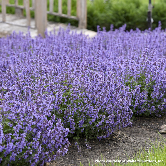 Nepeta x Cat's Pajamas 1G